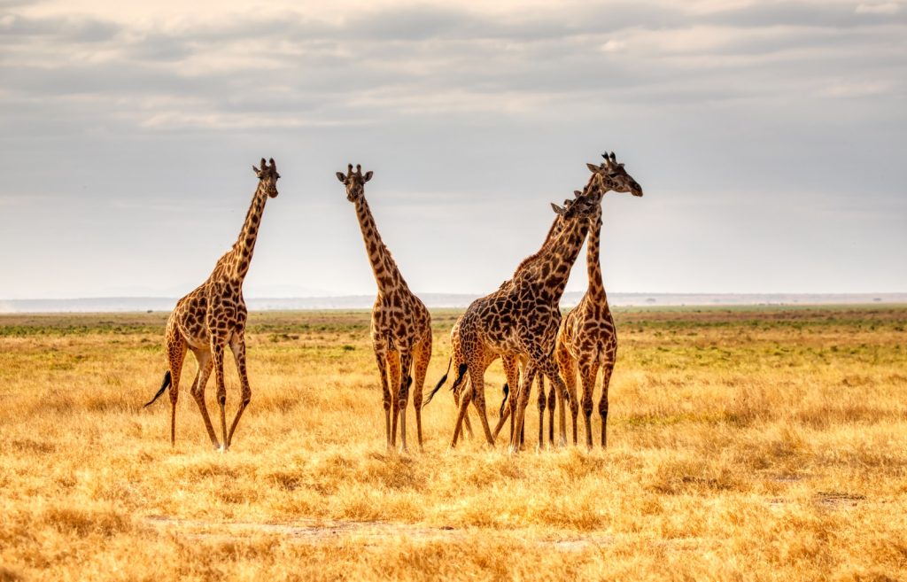 Visiter le Kenya
