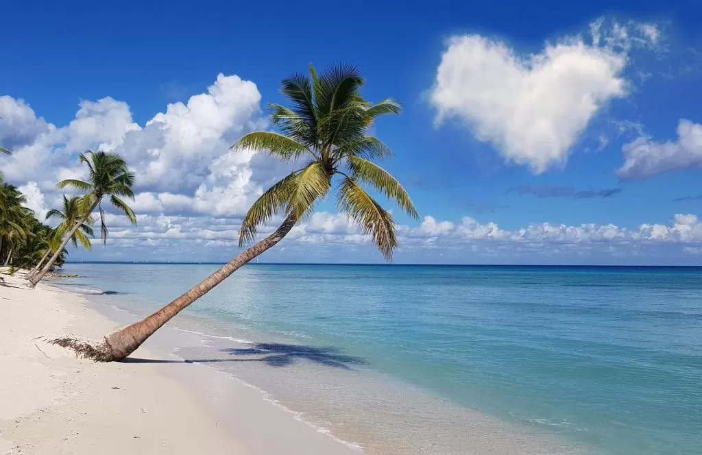beach, coconut trees, sea-7059537.jpg